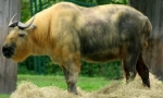 Sichuan takin